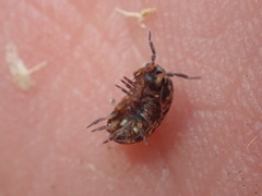 Armadillidium pulchellum