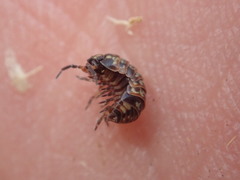 Armadillidium pulchellum