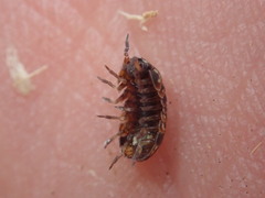 Armadillidium pulchellum