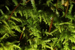 Thuidiopsis sparsa
