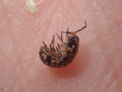Armadillidium pulchellum