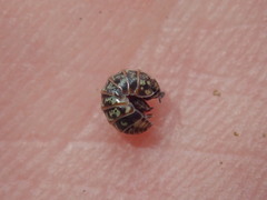 Armadillidium pulchellum