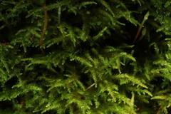 Thuidiopsis sparsa