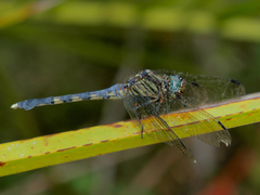 Orthetrum julia