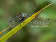 Orthetrum julia