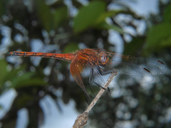 Trithemis arteriosa