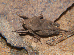Dasyleurotettix infaustus