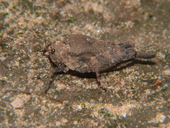 Dasyleurotettix infaustus