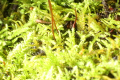Thuidiopsis sparsa