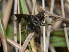 Litorhina