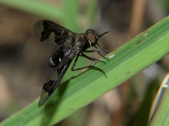 Litorhina