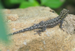 Lygodactylus picturatus