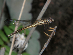 Platycypha caligata