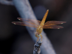 Brachythemis lacustris