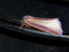 Heliothis galatheae