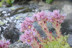 Sempervivum tectorum