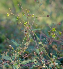 Boerhavia repens repens