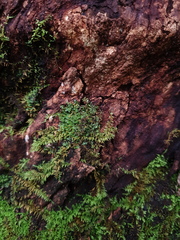 Thuidiopsis sparsa
