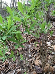 Daphne mezereum