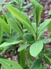 Daphne mezereum