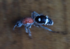 Dolichomutilla sycorax