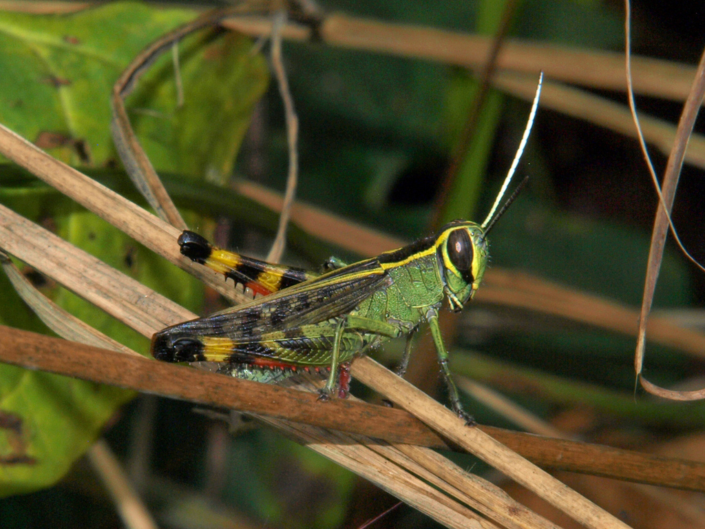 Heteracris pulchripes