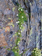 Cerastium uniflorum