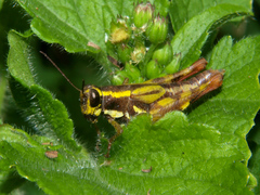 Paracoptacra ascensi