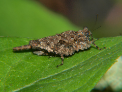 Morphopoides folipes