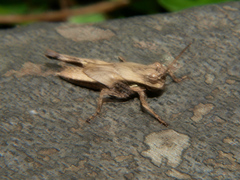 Morphacris fasciata