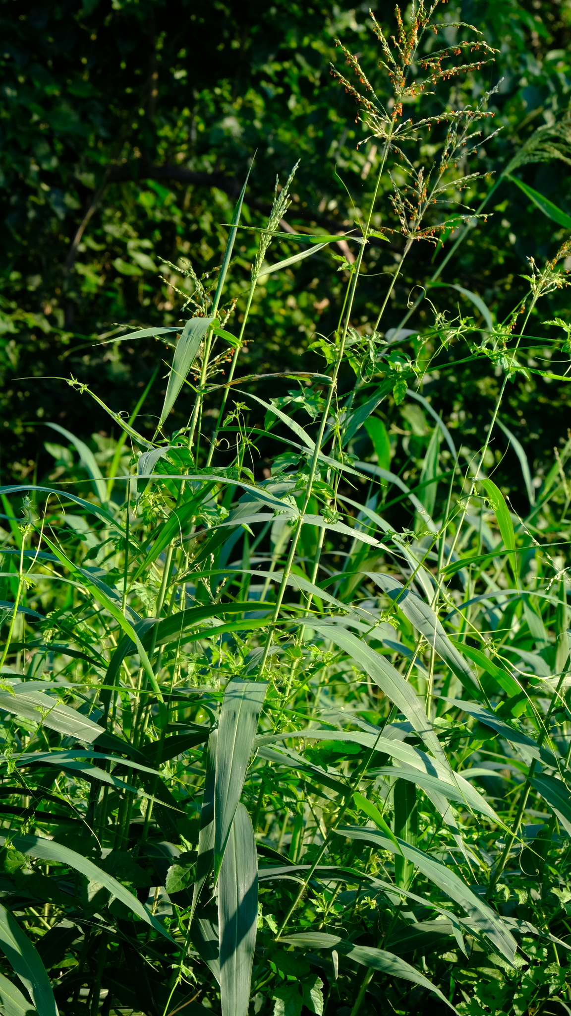 Panicum deustum