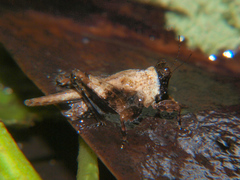 Morphopoides folipes