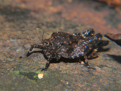 Dasyleurotettix infaustus