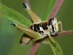 Litothericles marginatus