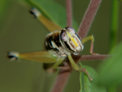 Litothericles marginatus