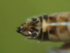 Litothericles marginatus