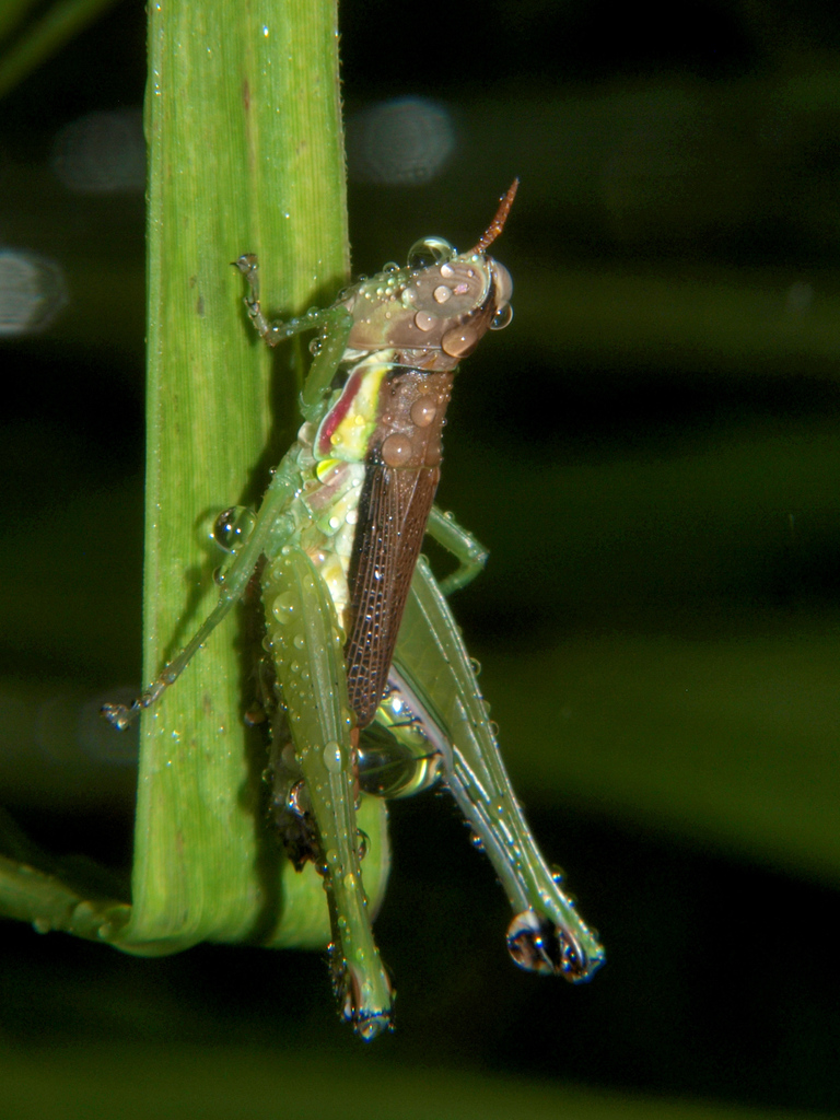 Paraschmidtia