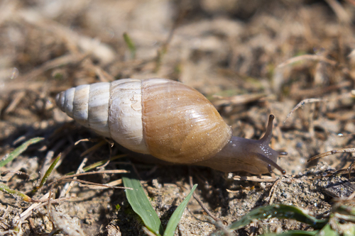 Zebra Snail, photo 2 of 10