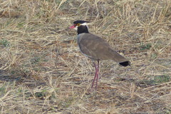 Vanellus tectus