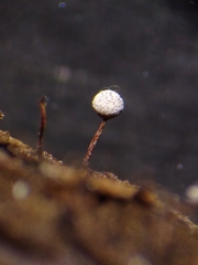 Physarum pusillum