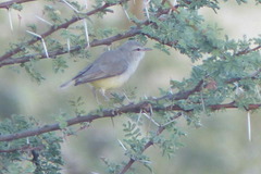 Eremomela icteropygialis