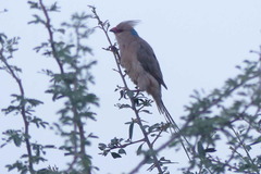 Urocolius macrourus