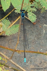 Esme mudiensis