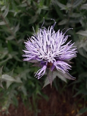 Carthamus caeruleus