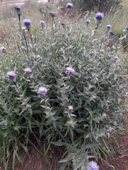 Carthamus caeruleus
