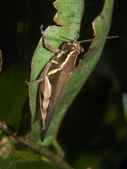 Exopropacris decipiens