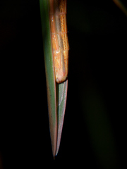 Acrida acuminata
