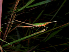 Acrida acuminata