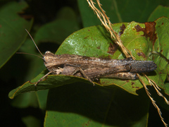 Morphacris fasciata