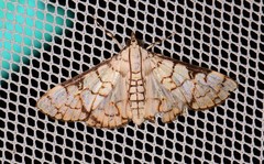 Aphytoceros lucusalis